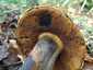 Céklatinóru (Neoboletus xanthopus), Budai-hegység